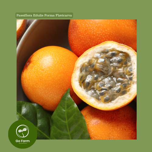 Benih Bibit Markisa Manis Orange