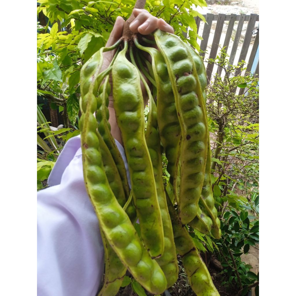 

COD PETAI FRESH 10 LONJOR PENDEK SEDANG