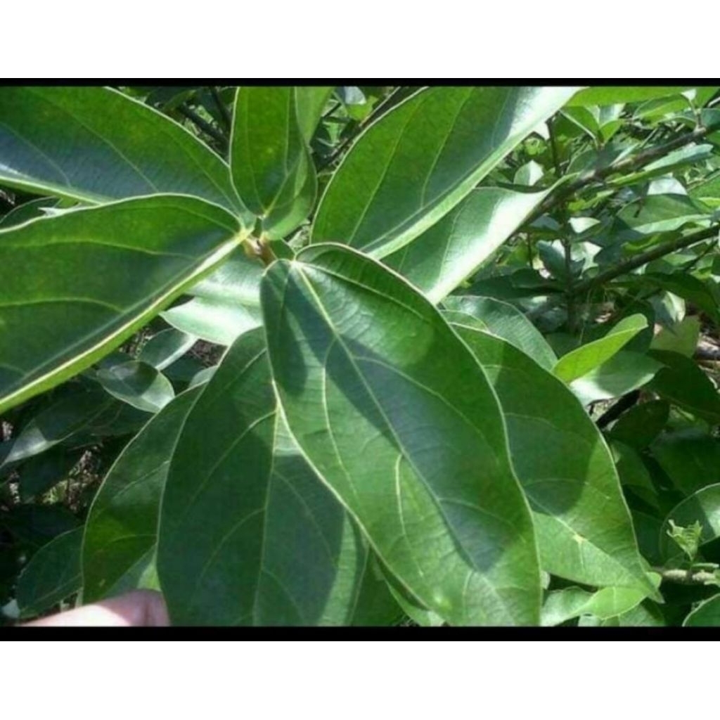 

Daun cincau hijau segar per 500 gram