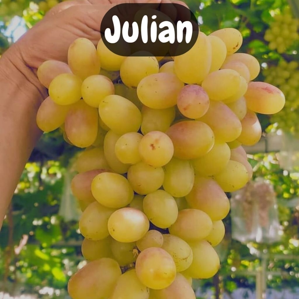 bibit anggur Julian grafting batang bawah red master