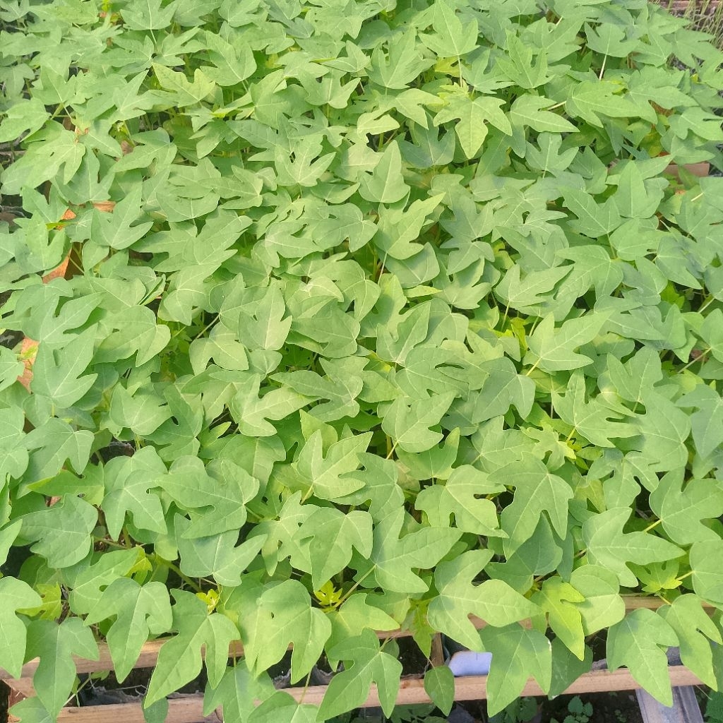 Bibit siap tanam kates California