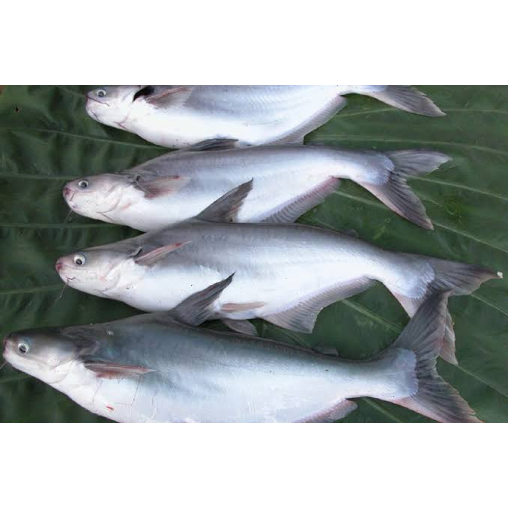 

Ikan Patin segar