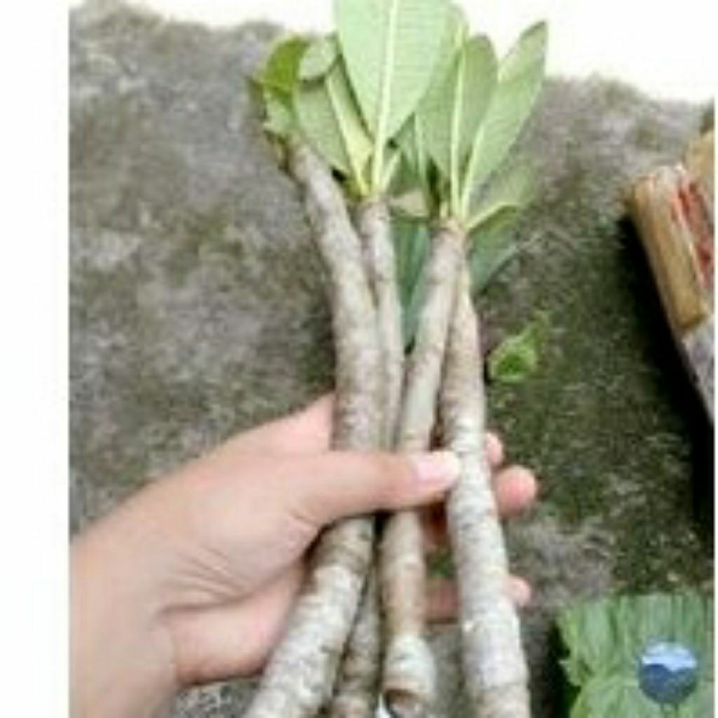 Bibit stek kamboja putih / white sun /plumeria obtusa siap tanam