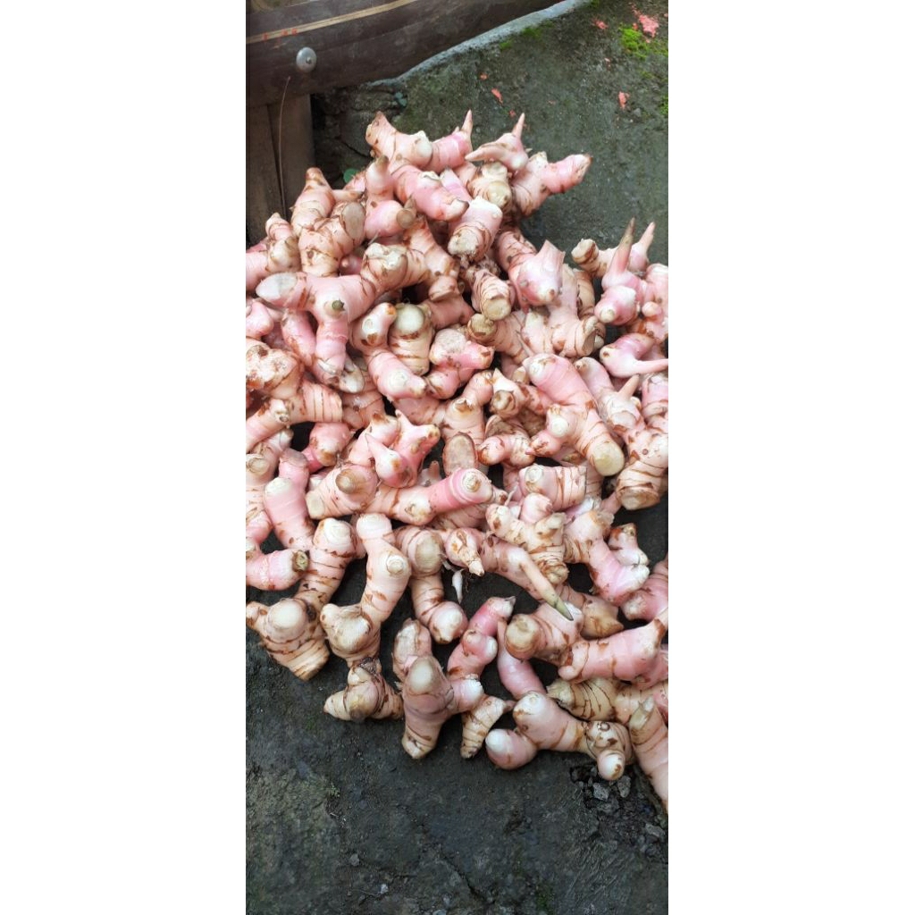 

lengkuas vila segar 1kg