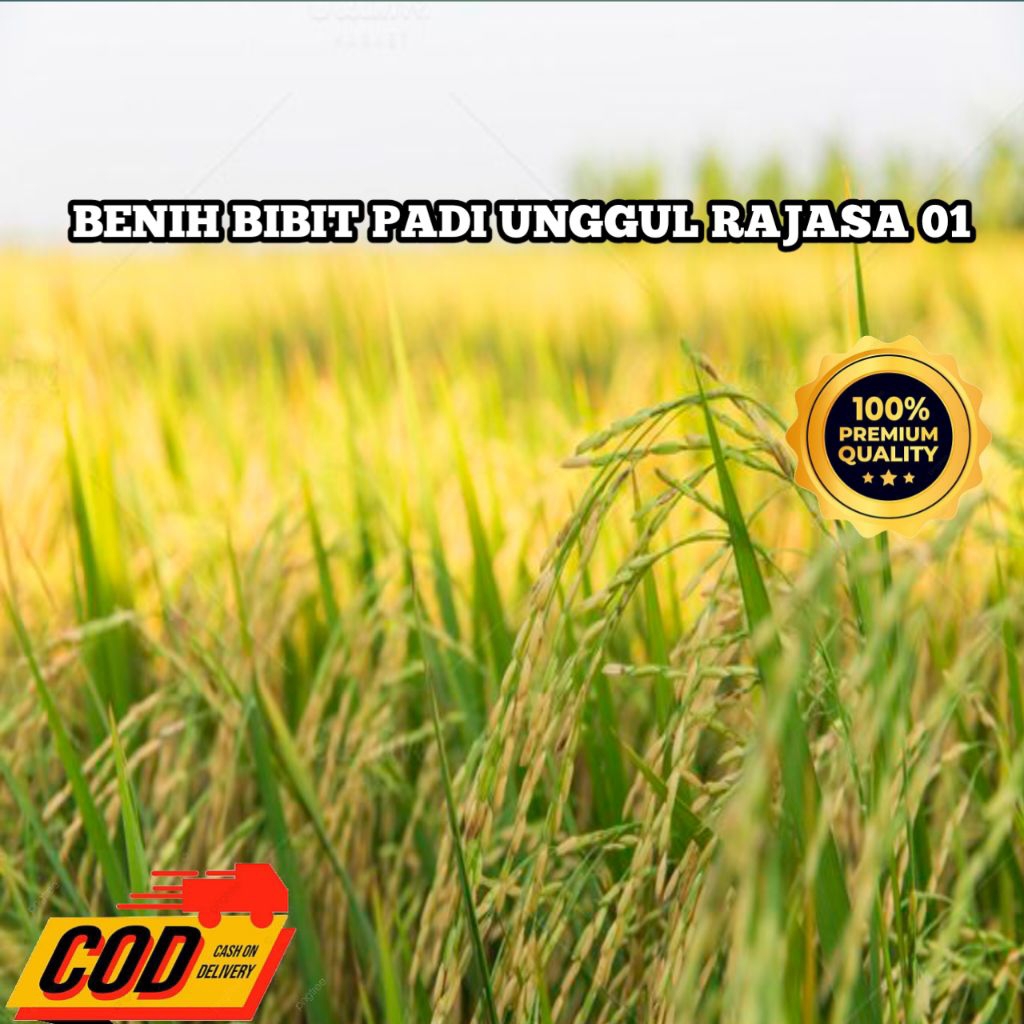 BENIH PADI RAJASA 01 ORIGINAL  KEMASAN 1KG