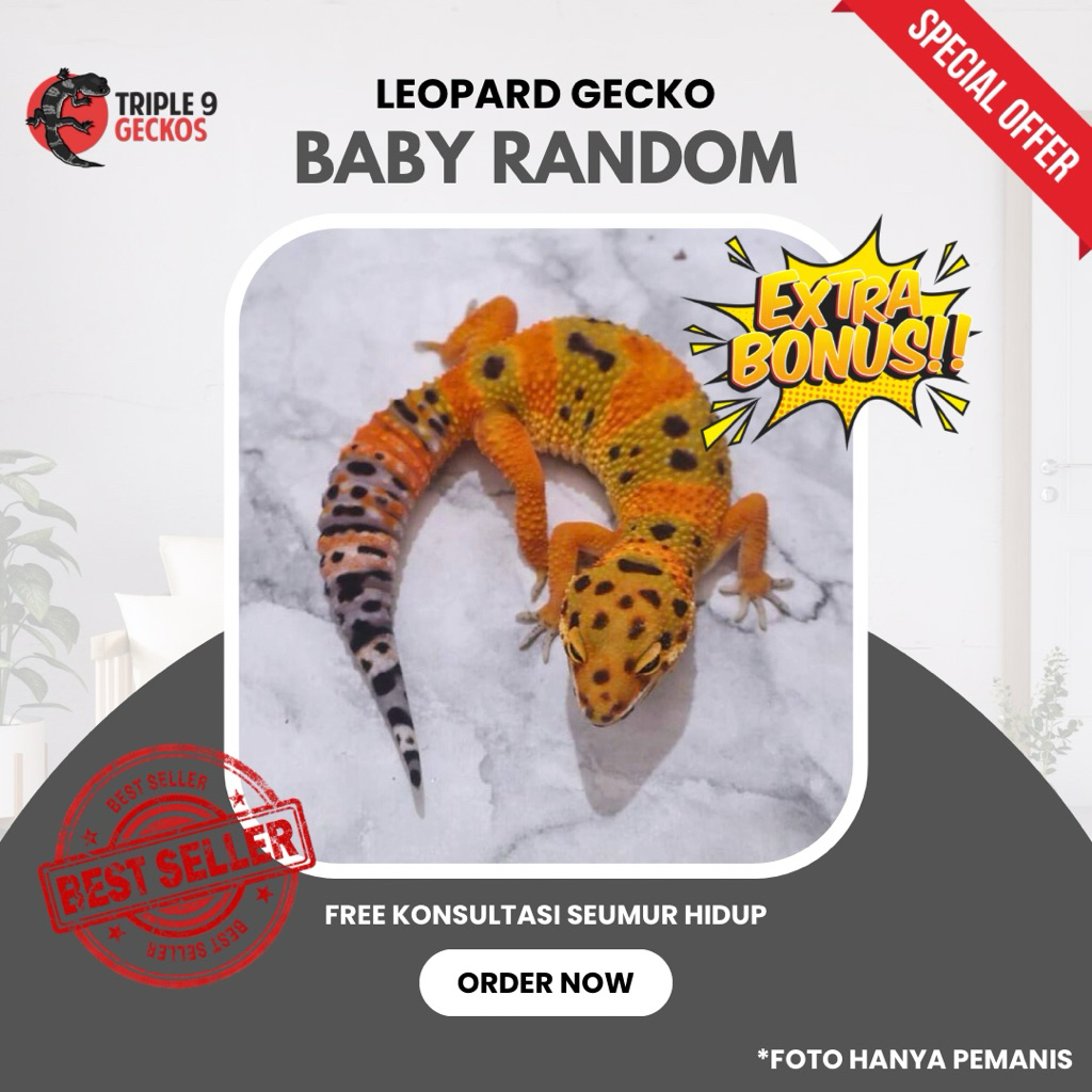 TERMURAH MAINAN ANAK LEOPARD GECKO BABY RANDOM MORPH TIDAK BISA PILIH JENKEL