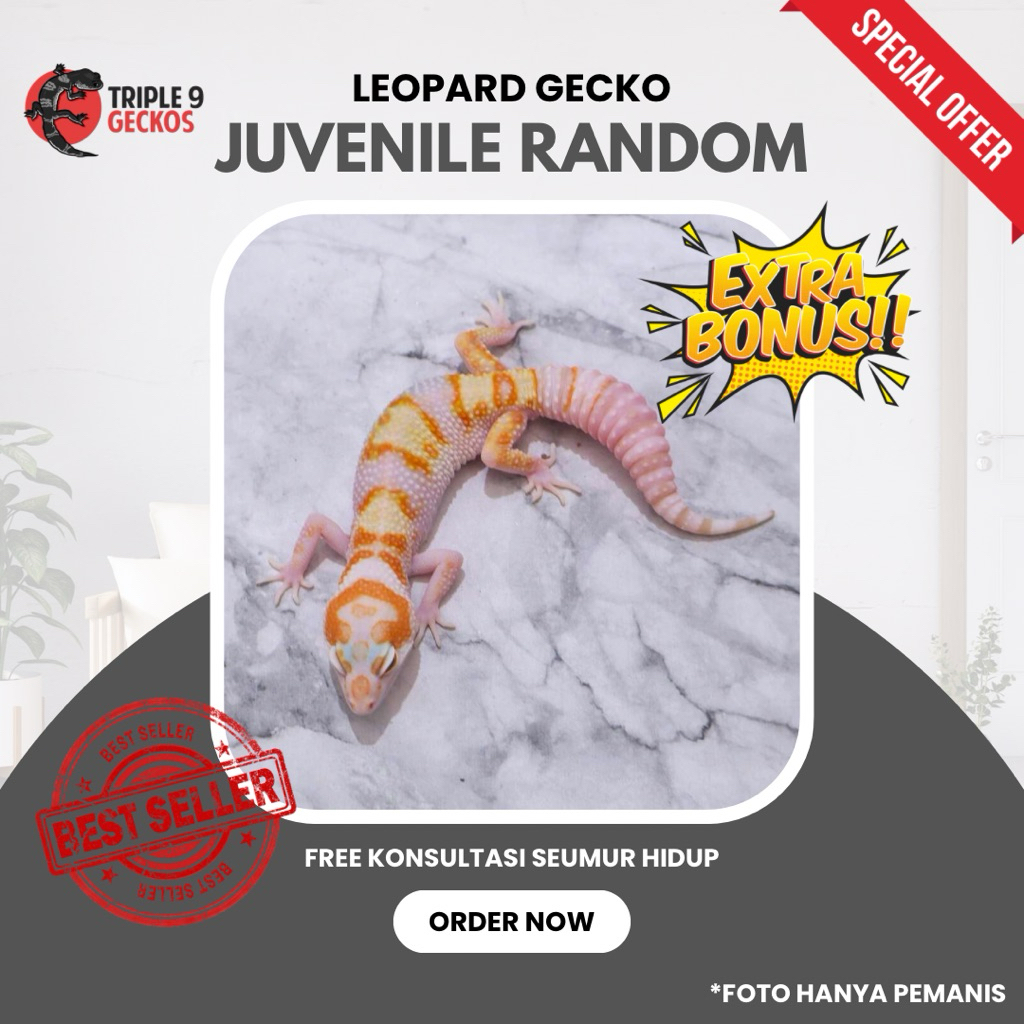 TERMURAH MAINAN ANAK LEOPARD GECKO JUVENIL JUVE JUVENILE REMAJA RANDOM MORPH TIDAK BISA PILIH JENKEL