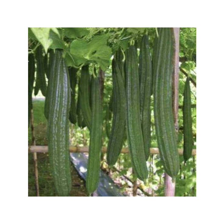 BIBIT BIJI OYONG GAMBAS PANJANG