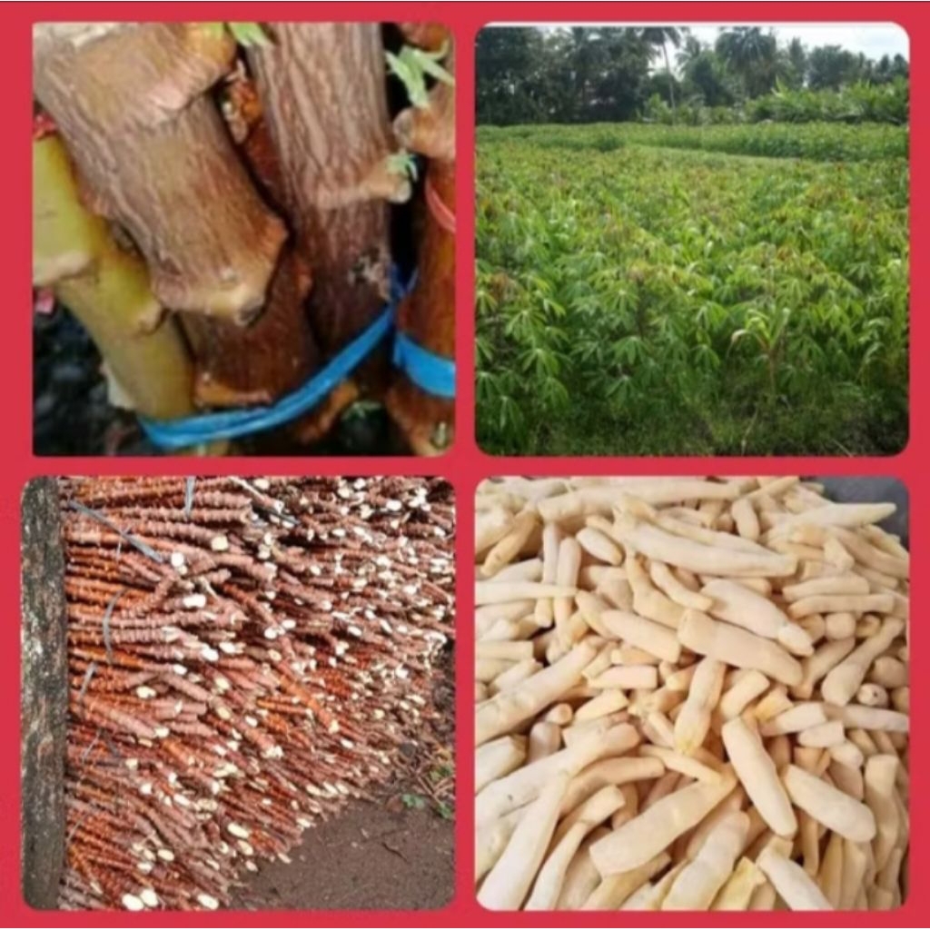 

BATANG STEK SINGKONG MENTEGA 10 BATANG PANJANG ± 25-30cm