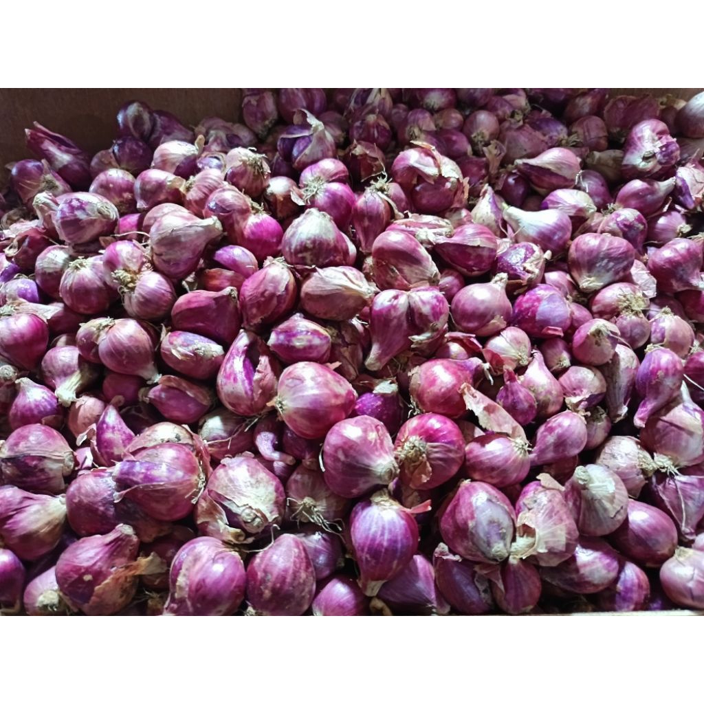 

Bawang Merah Brebes Besar Kering fresh 1 Kg