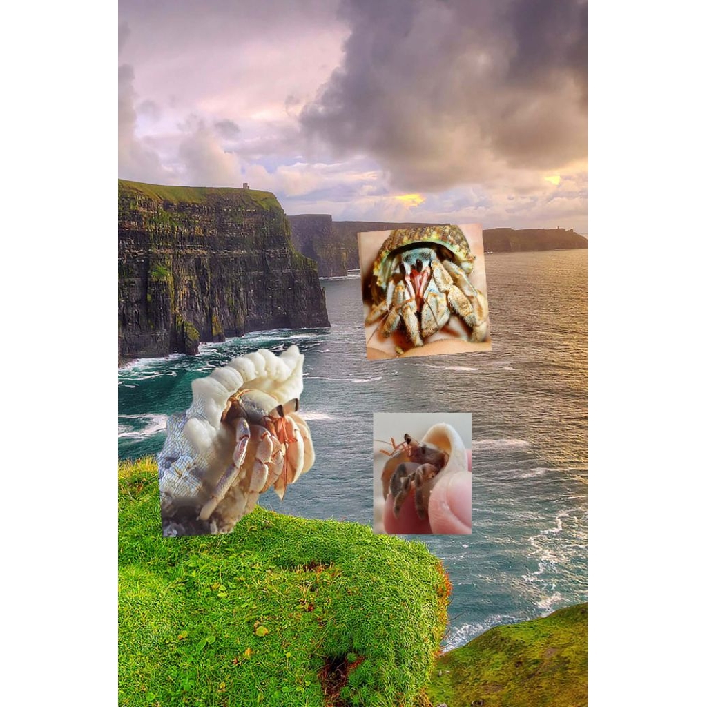 10 + Bonus Rugosus Ukuran XS S S+ M L Edukasi Anak