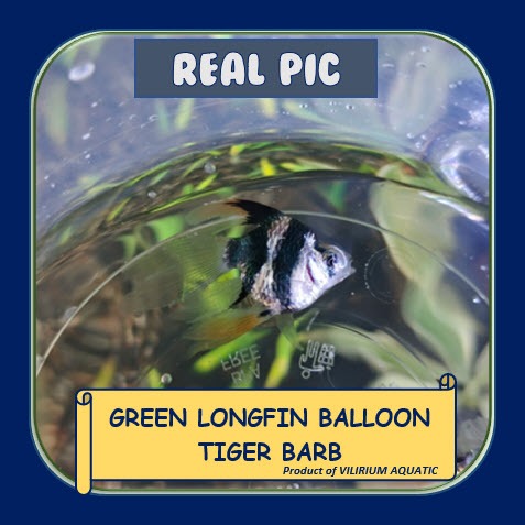 IKAN HIAS AIR TAWAR - SUMATRA BALON SLAYER GREEN / SUMATRA TIGER BALON SLAYER  GREEN / TIGER BARB BA