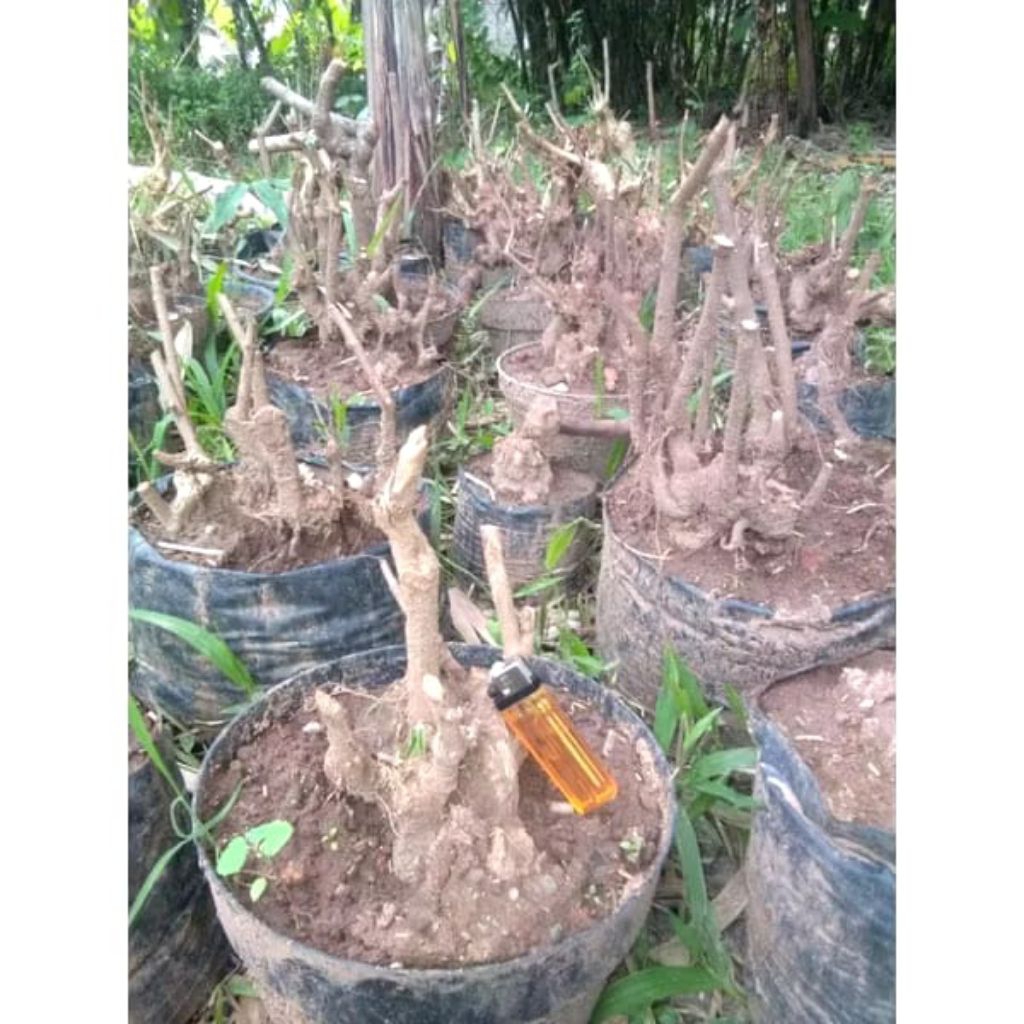 bahan bonsai krakas bahan bonsai untuk okulasi sakura/sianci/mirten