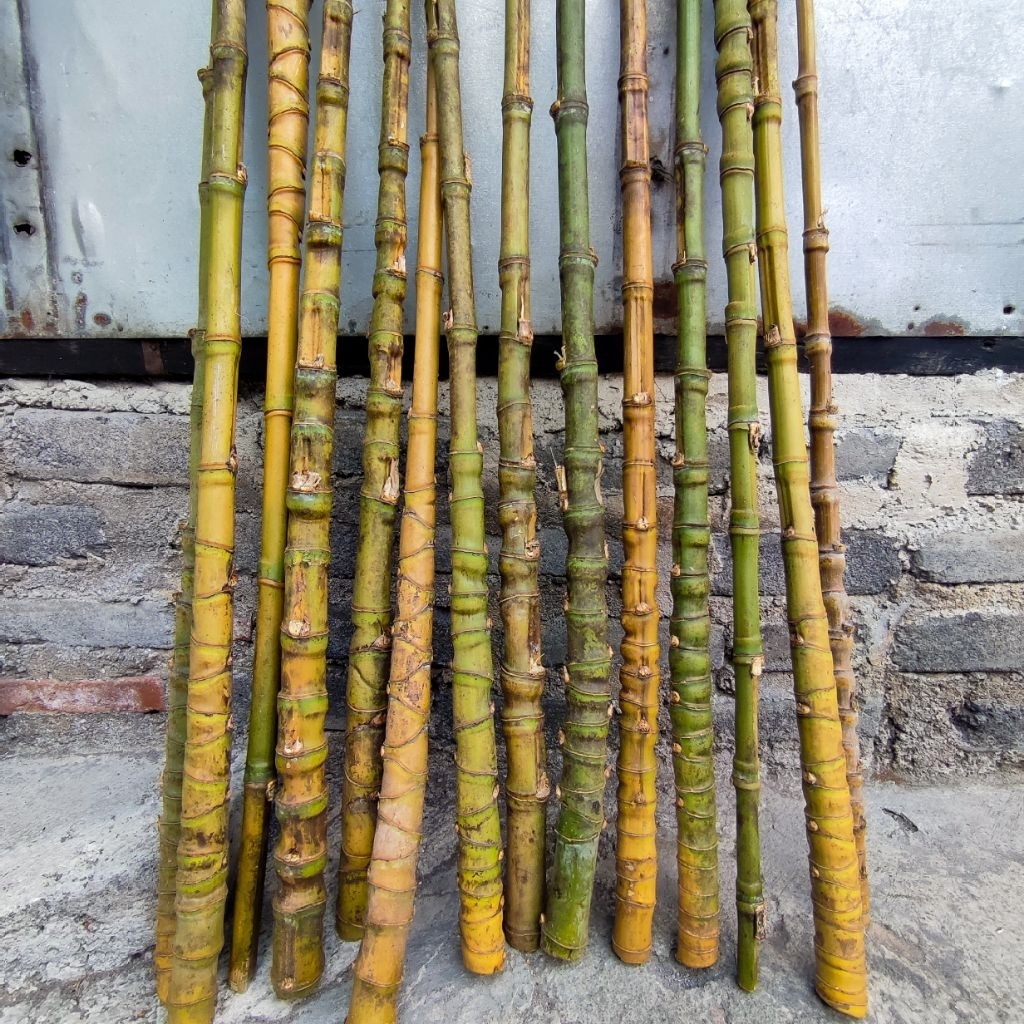 Bambu Cendani Jumbo Joran Pancing Besutan Lelet