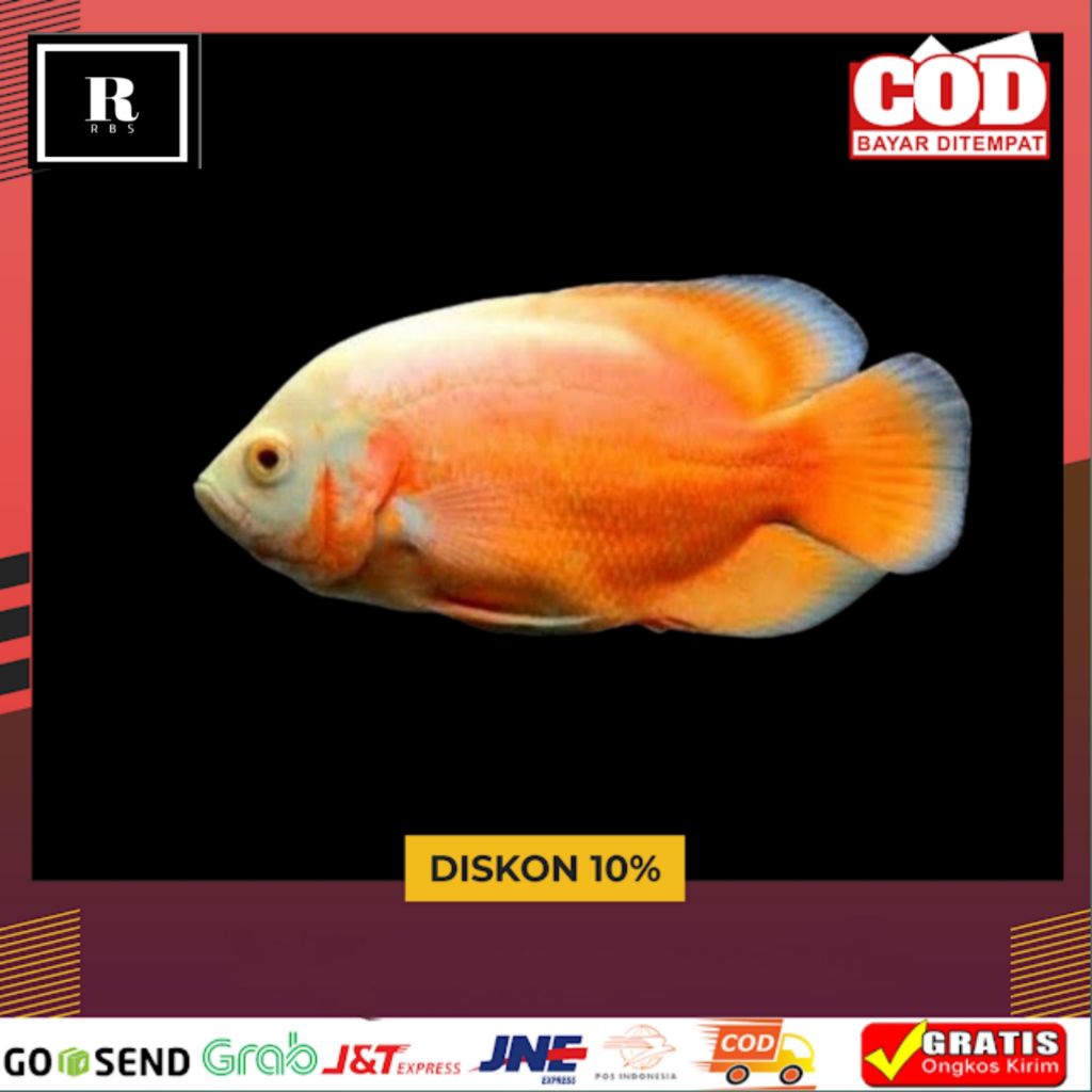 Hiasan akuarium oscar paris alb Oscar batik dan oscar tembaga