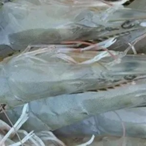 udang vaname besar 500g