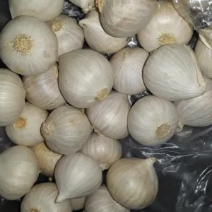 

bawang putih tunggal 1kg
