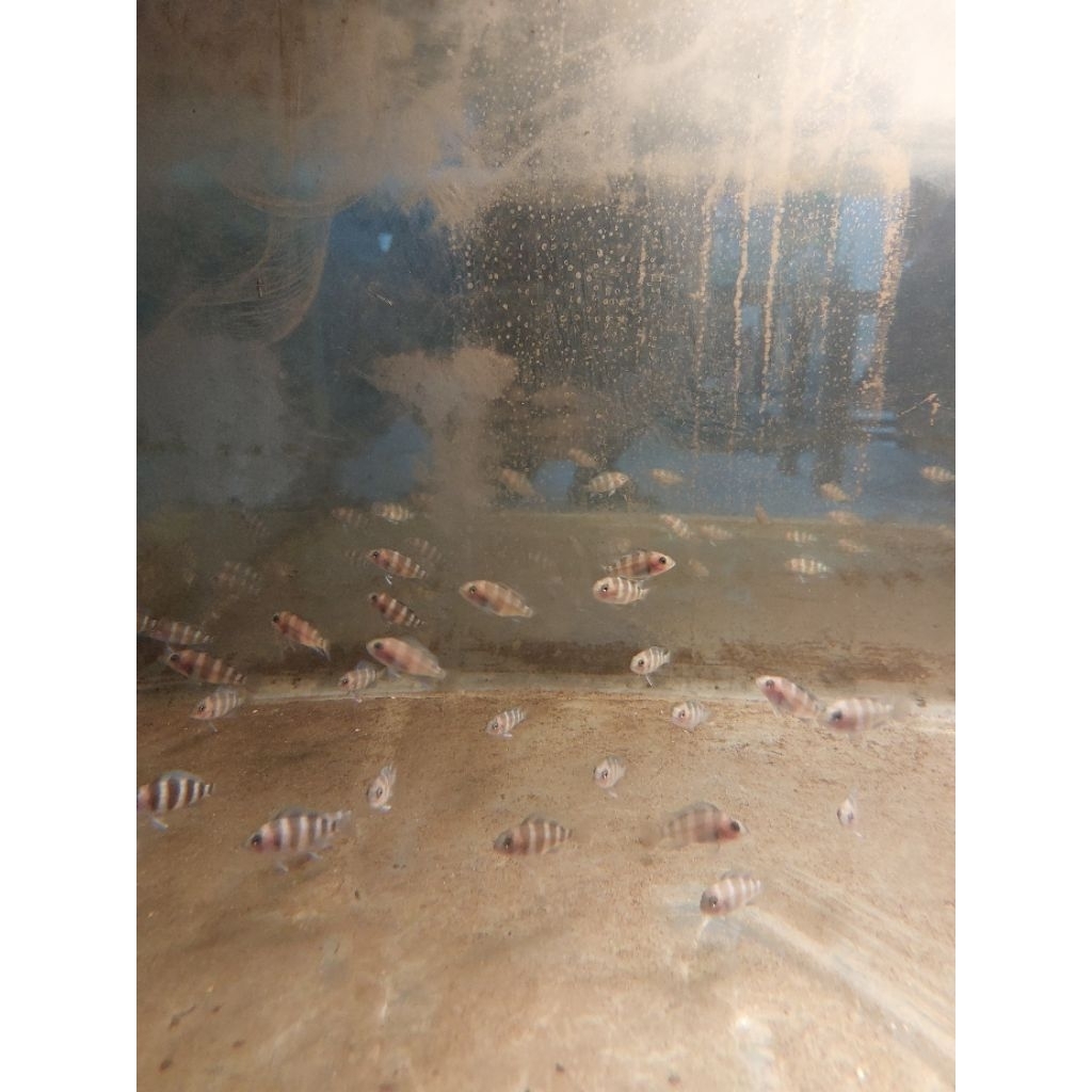 frontosa burundi