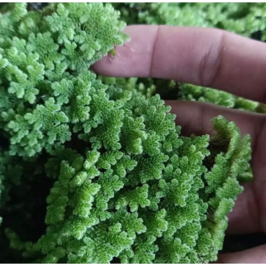 Bibit azola pakan ternak unggas