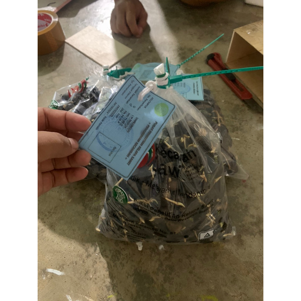 kecambah kelapa sawit ppks