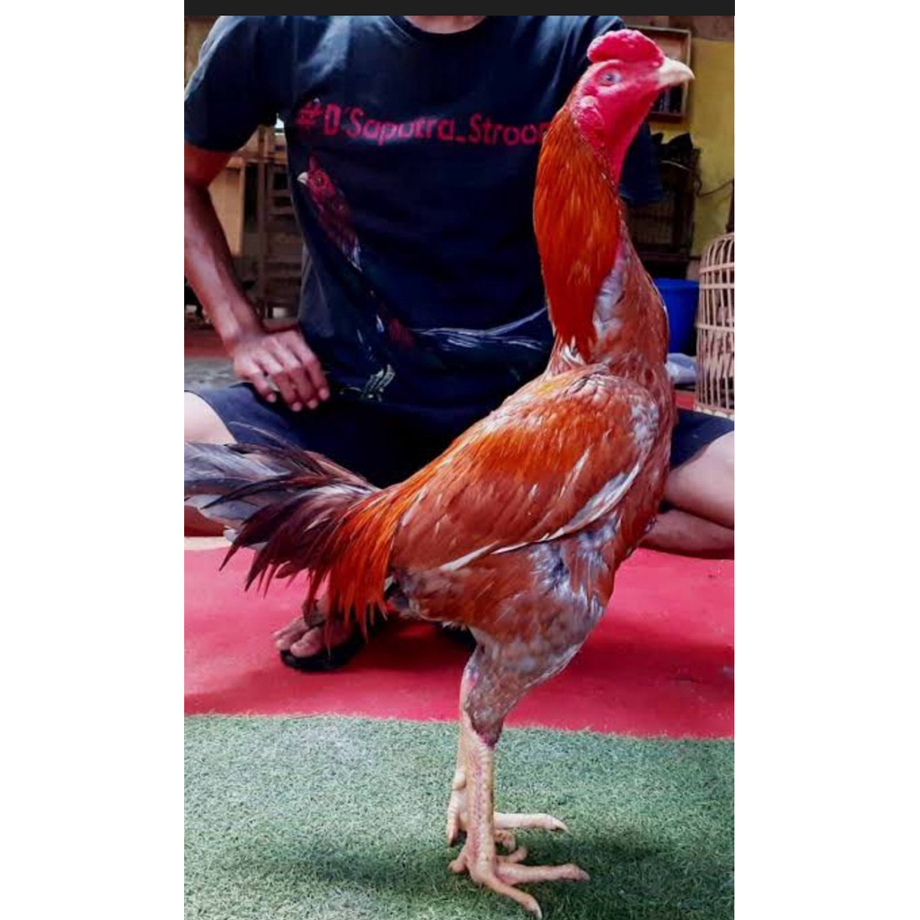 Telur Fertil Ayam pakoy TETESAN PROMO