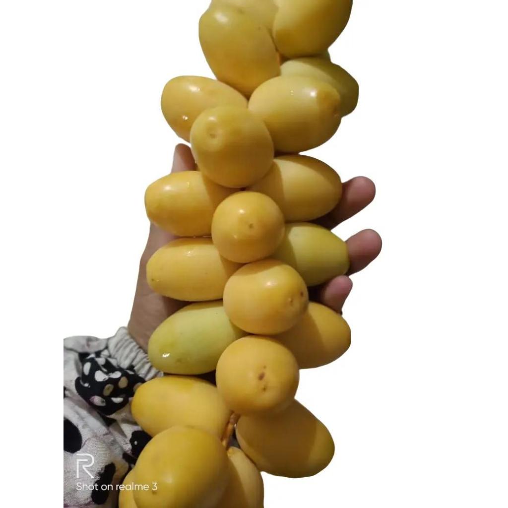 

READY KURMAMUDA BARHI AWAL MUSIM WARNA KUNING RASA MANIS Kurma Muda | kurma muda | kurmamuda | kurmamuda promil