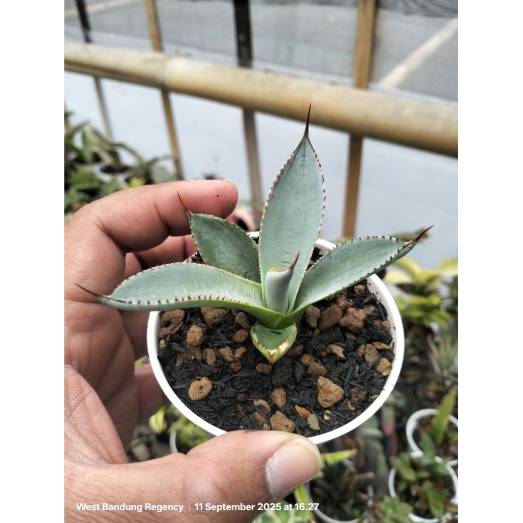 agave guadalajarana blue