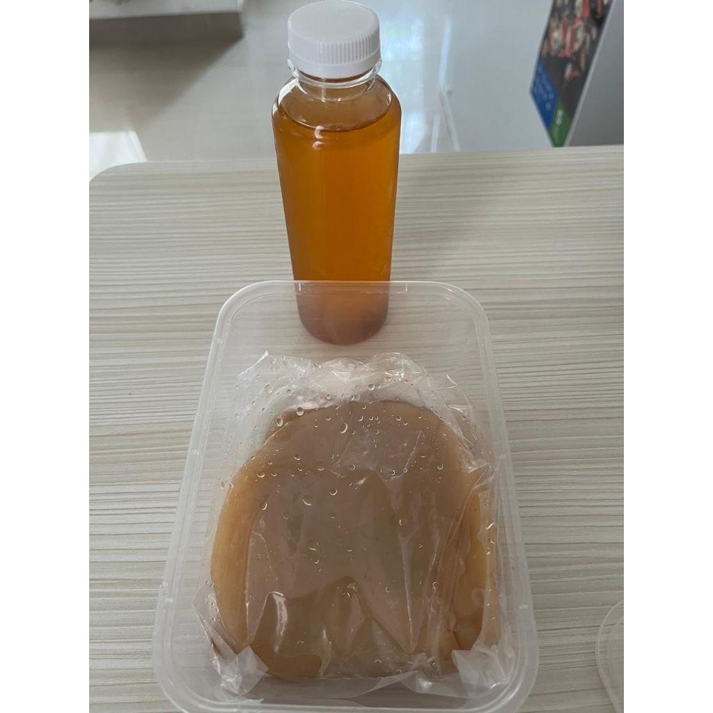 

Scoby siap ternak ukuran besar + stater