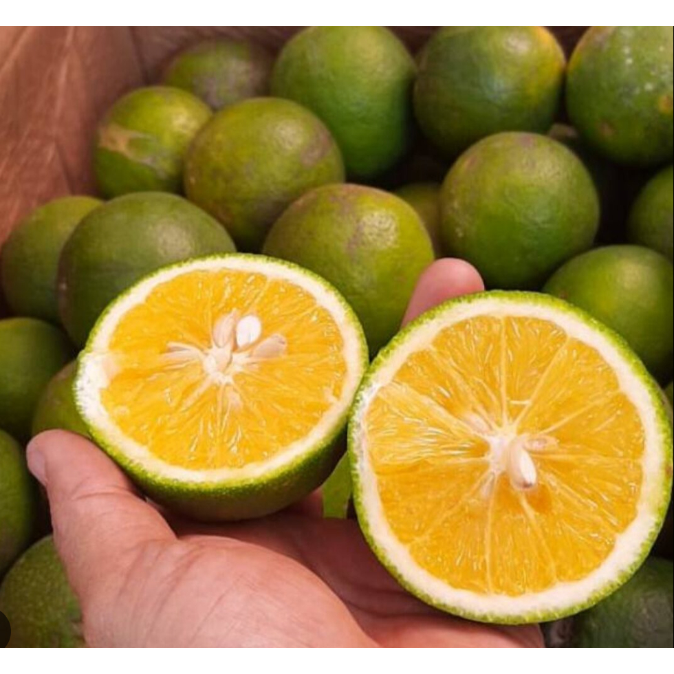 

Buah Jeruk Baby Java/ Jeruk Manis/ Jeruk Iris Fresh Petik dari Kebun 3kg