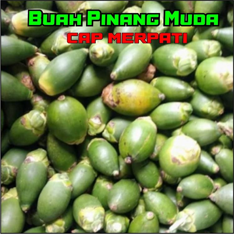 

Pinang Muda Hijau Fresh 10 Buah – Buah Pinang Segar Herbal Alami