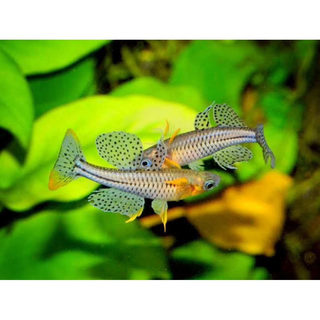 Spotted Blue Eyes Pseudomugil Gertrudae Aquascape