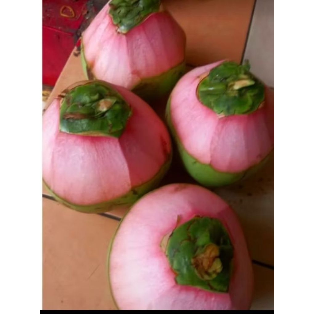 

Degan iju / WULUNG asli petik sendiri