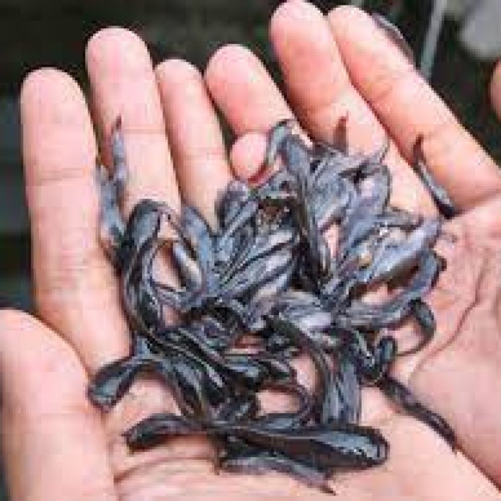 lele Sangkuriang 4-5cm