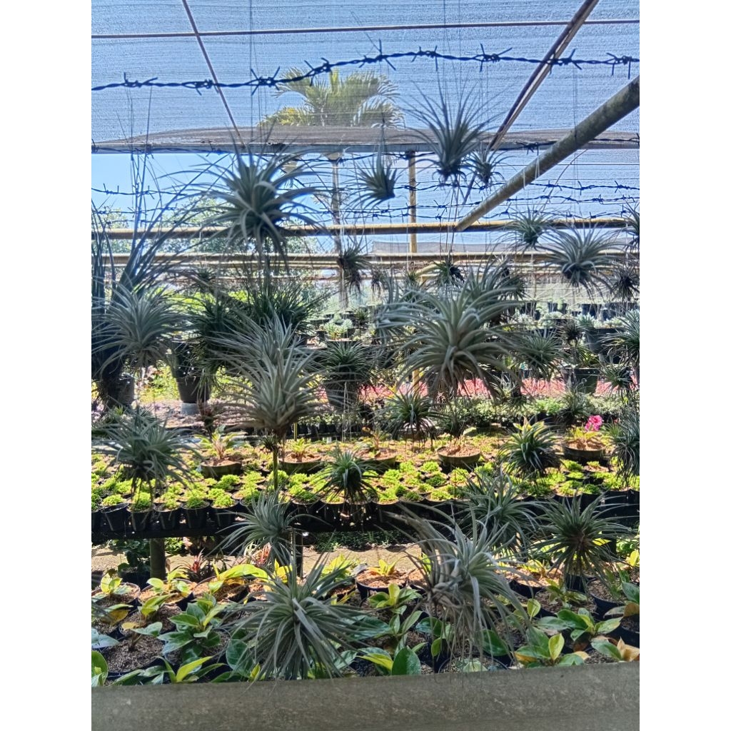 Tanaman Hias Tillandsia Utriculata
