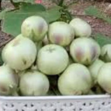 BENIH/BIJI TERONG APEL (200 BUTIR)