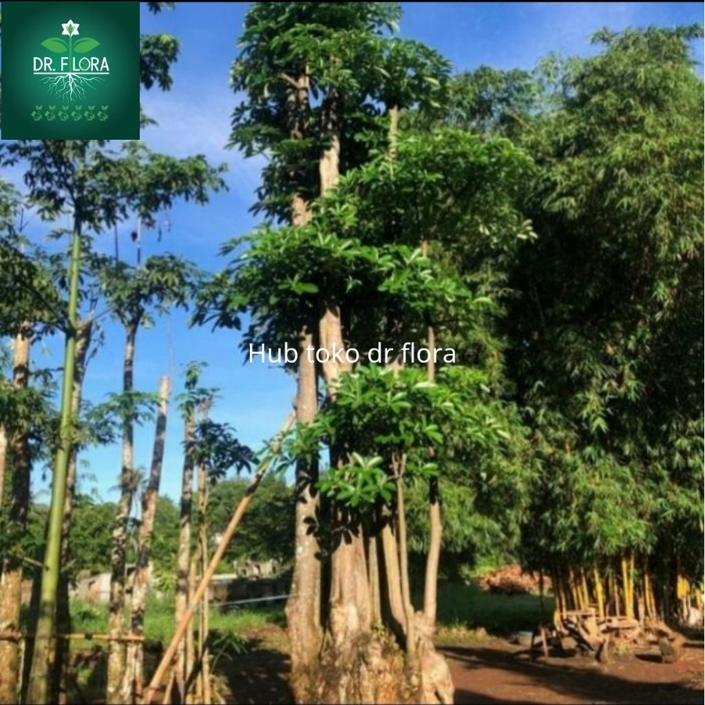 Tanaman pohon pule raksasa estetik/Tanaman pulai besar/pohon pule besar bonsai/Tanaman pelindung