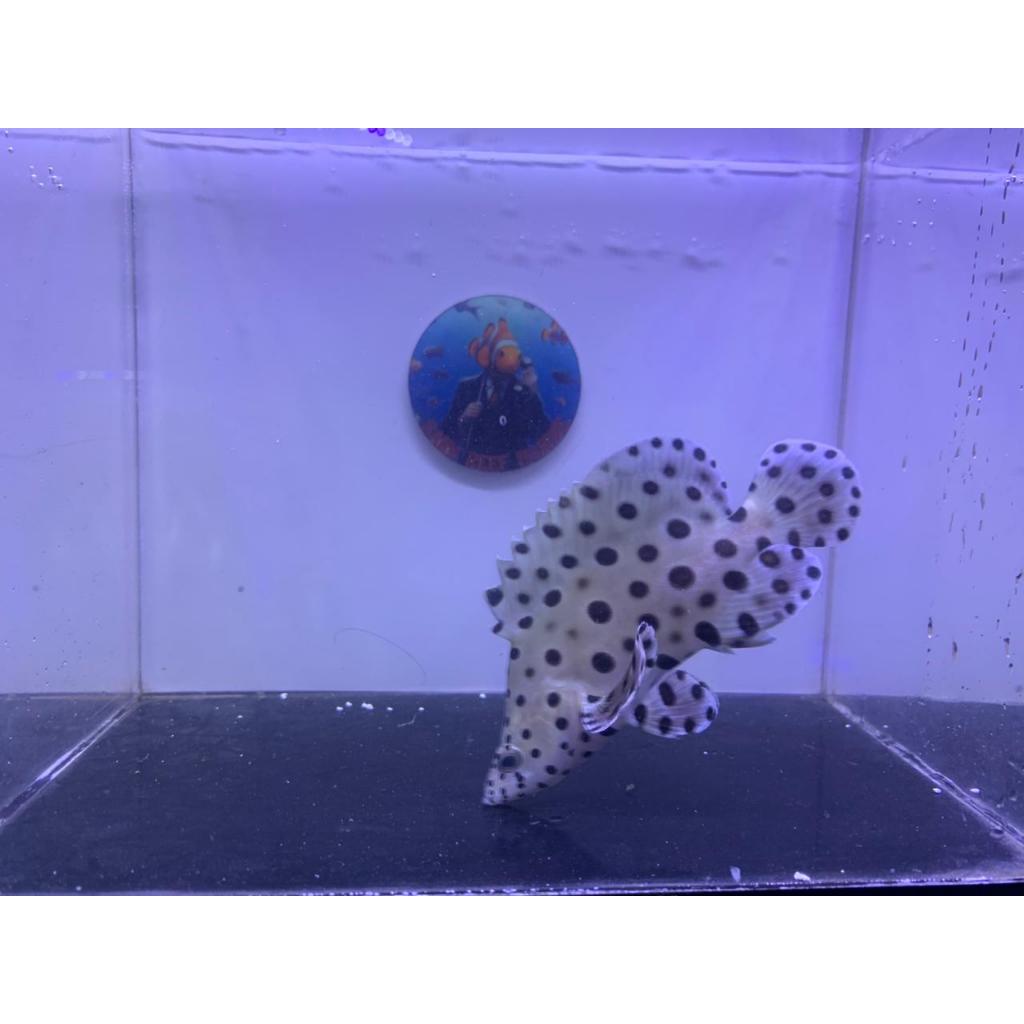 Kerapu Tikus / Gresskelly