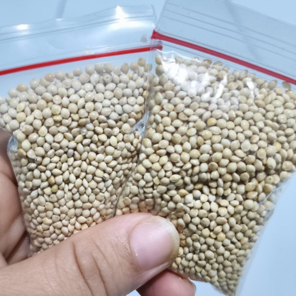 Cemilan Jewawut Milet Putih Hamster Berkualitas - Snack Mini Jewawut Milet Putih Hamster