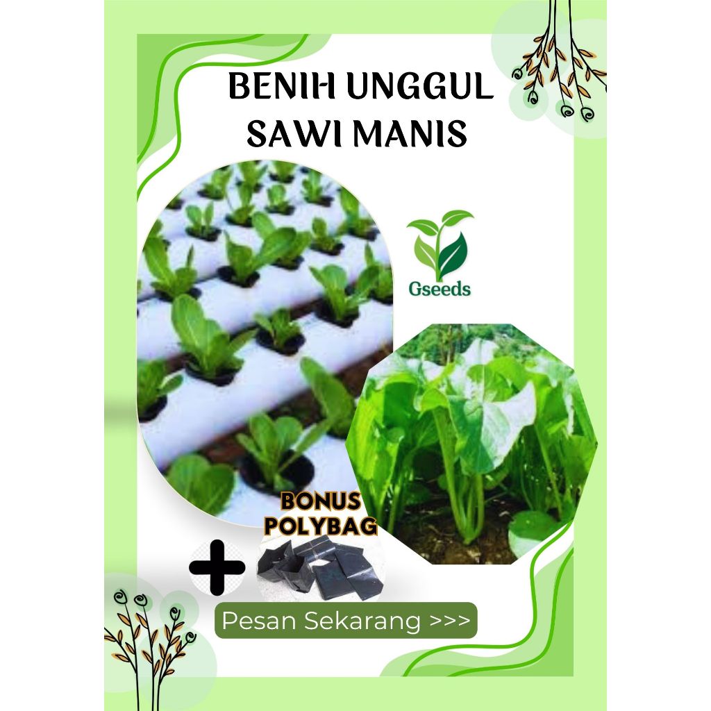 

Gseeds ± 250 Bibit Unggul Sawi Manis | Bibit Sayur Sawi Caisim Manis Hibrida - Benih Sayuran