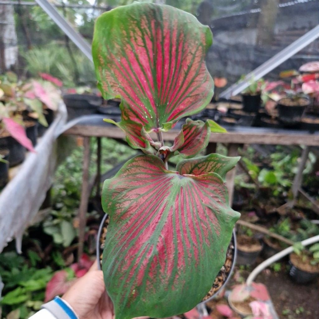 Caladium Red Ceria Daun Ganda Keladi Thailand Hybrid