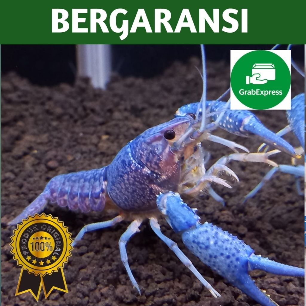 KHUSUS GRAB INSTAN // Blue alleni // blue elektrik // lobster hias air tawar // lobster biru // isi 