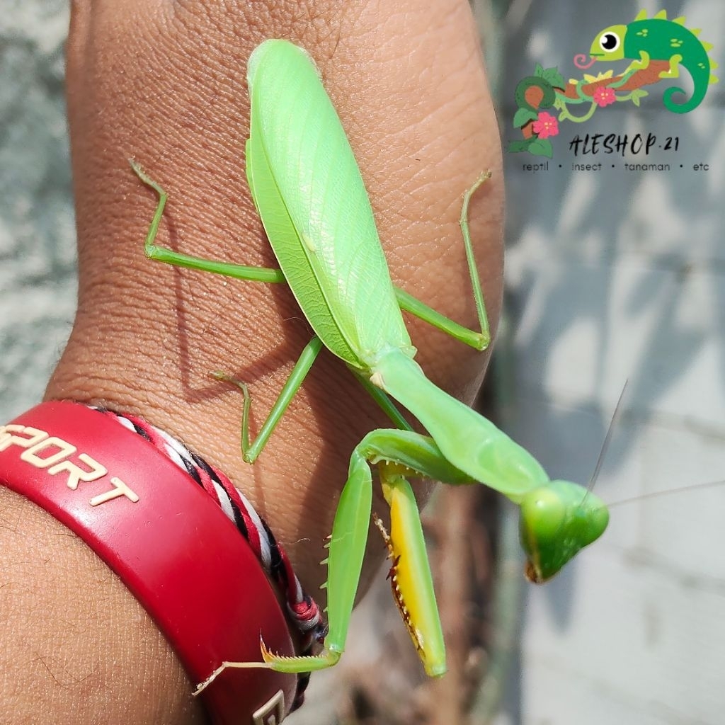 koleksi belalang sembah praying mantis venosa murah | display