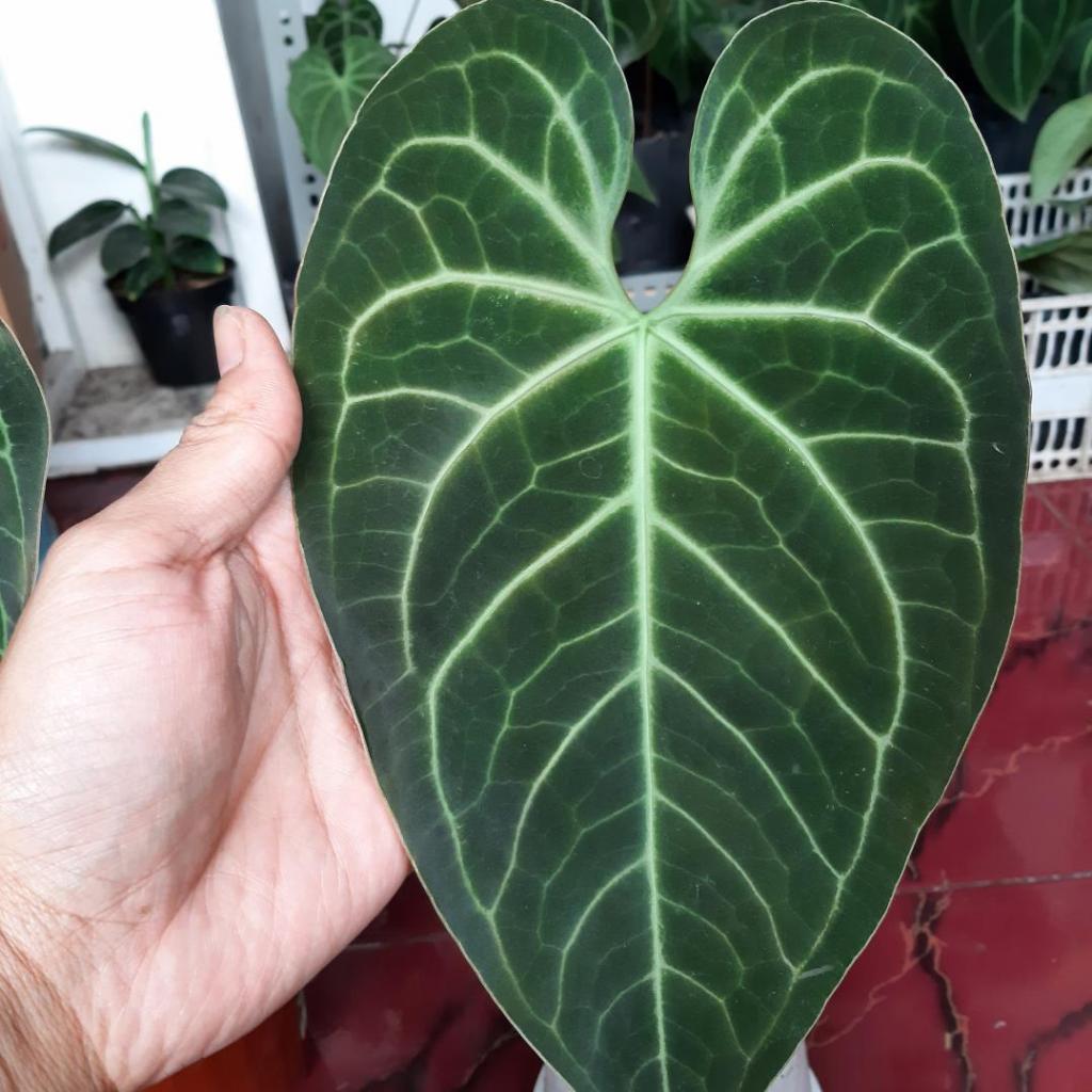 anthurium kuping gajah hybrid