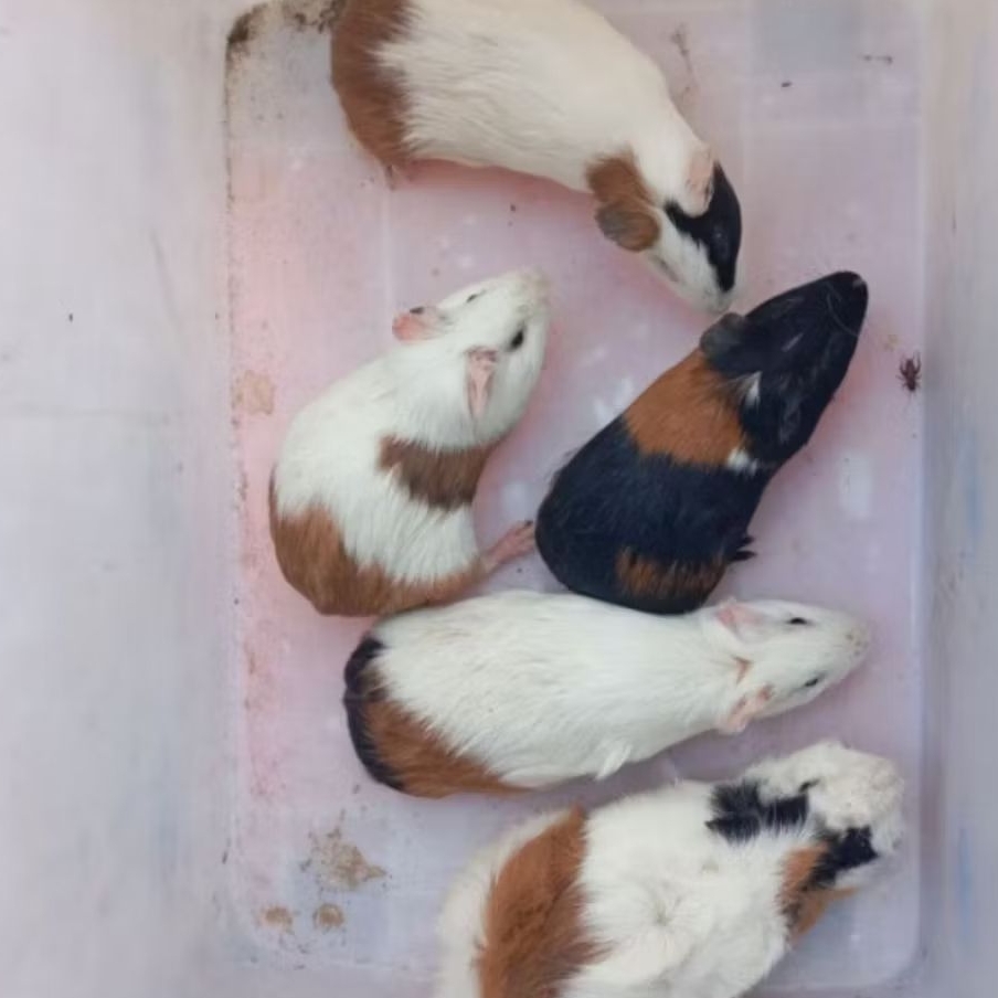 MARMUT HIDUP LOKAL GUINEA PIG PER EKOR