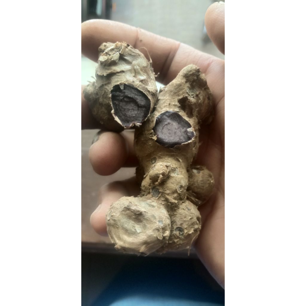 

Kunyit Hitam Asli Thailand 250gr murah