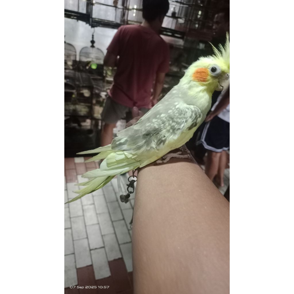 burung falk Australi jinak jinak