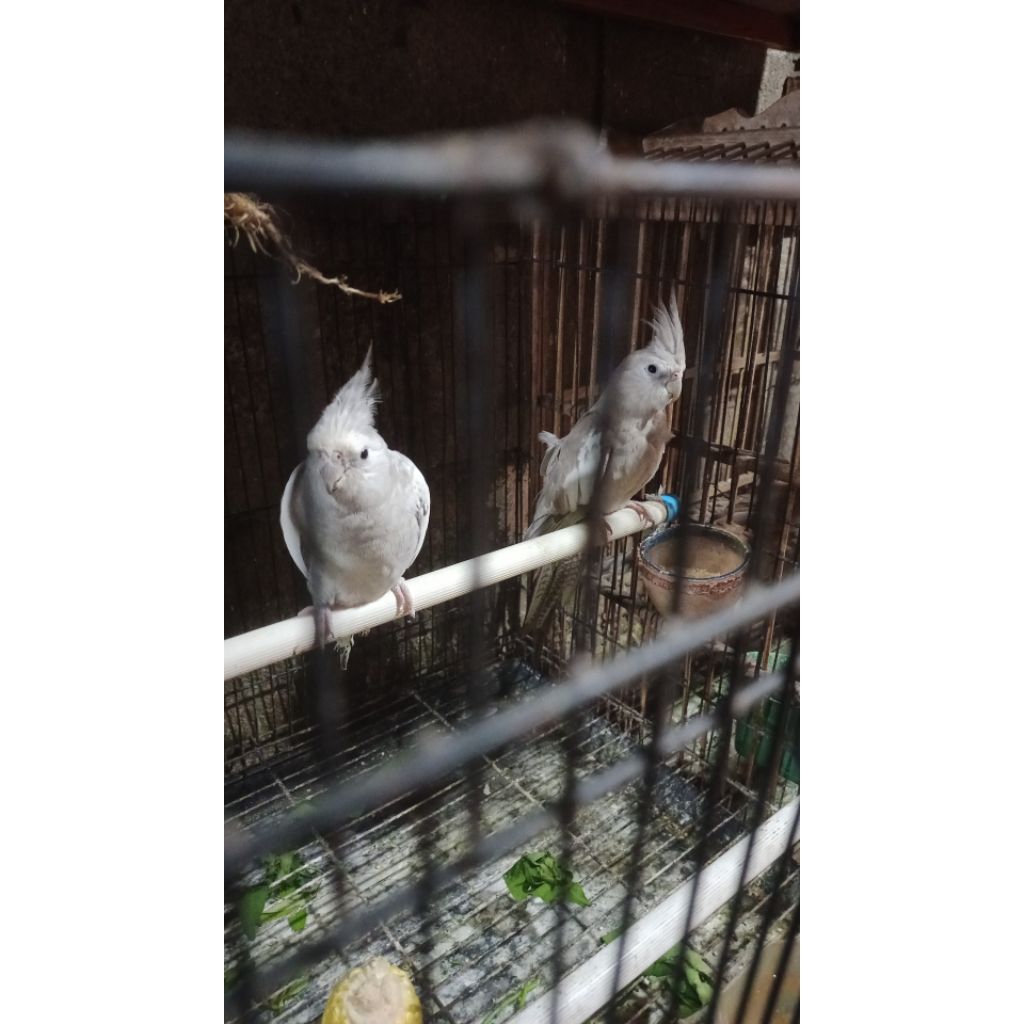 burung falk Australi wf white fice
