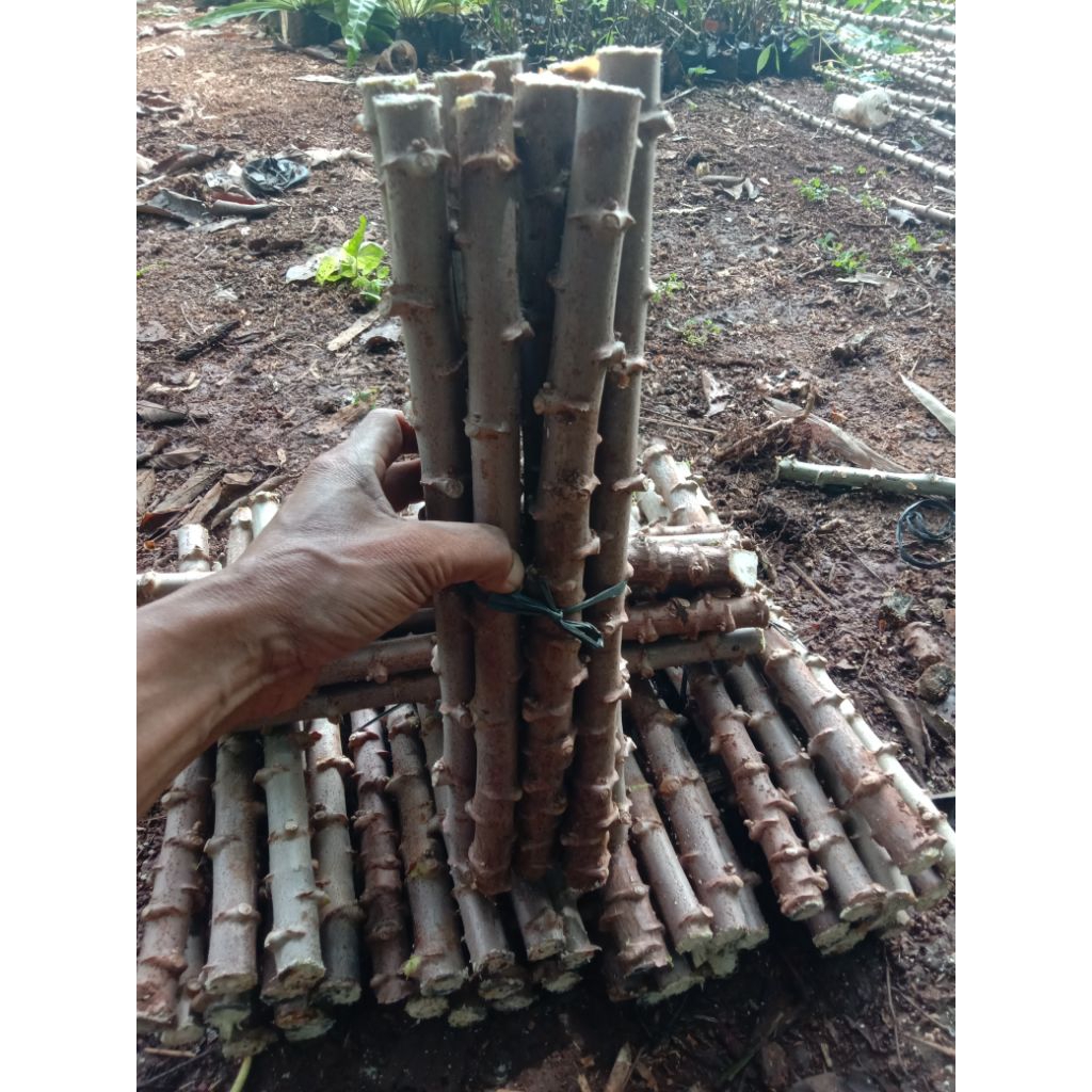 

bibit batang singkong keju super per 12 batang tinggi 40 cm