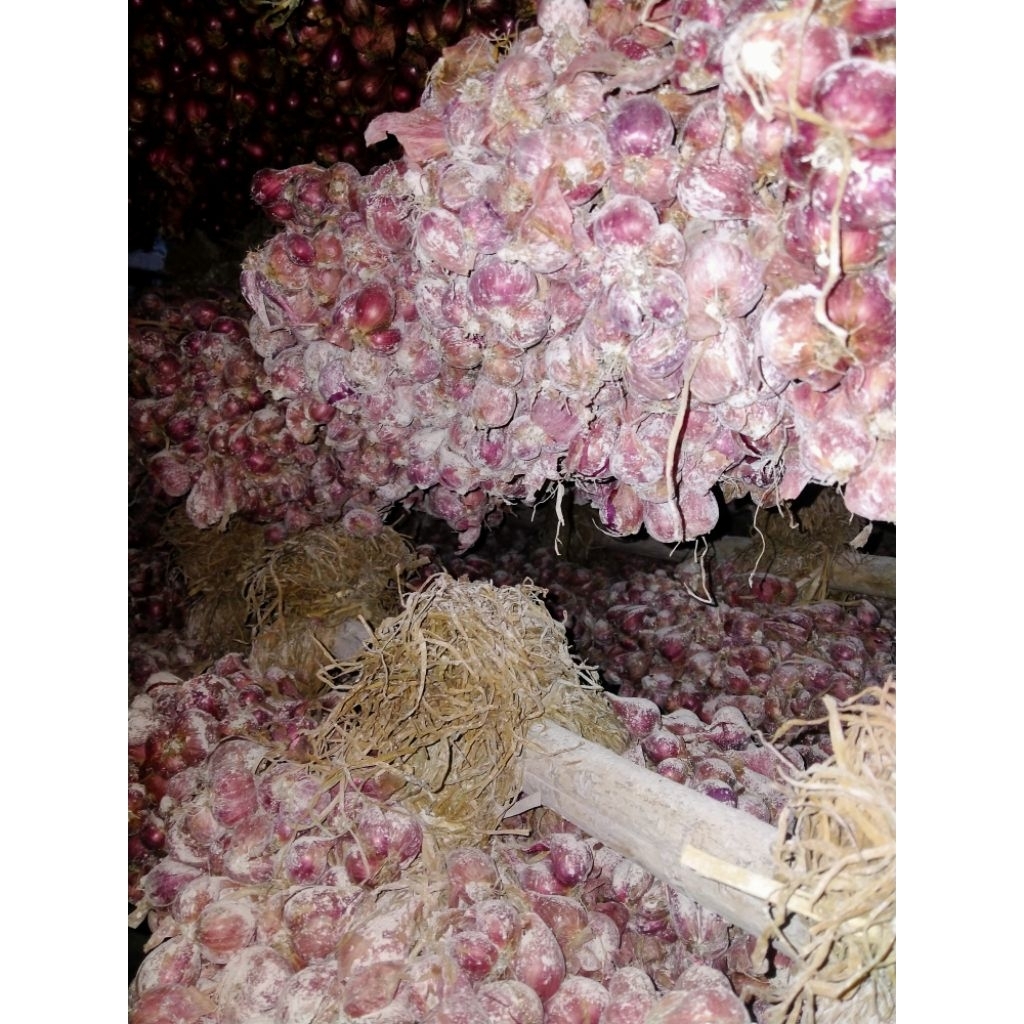 

BIBIT BAWANG MERAH BAUCI - CALON BIBIT BULAN 11 || BAWANG MERAH NGANJUK