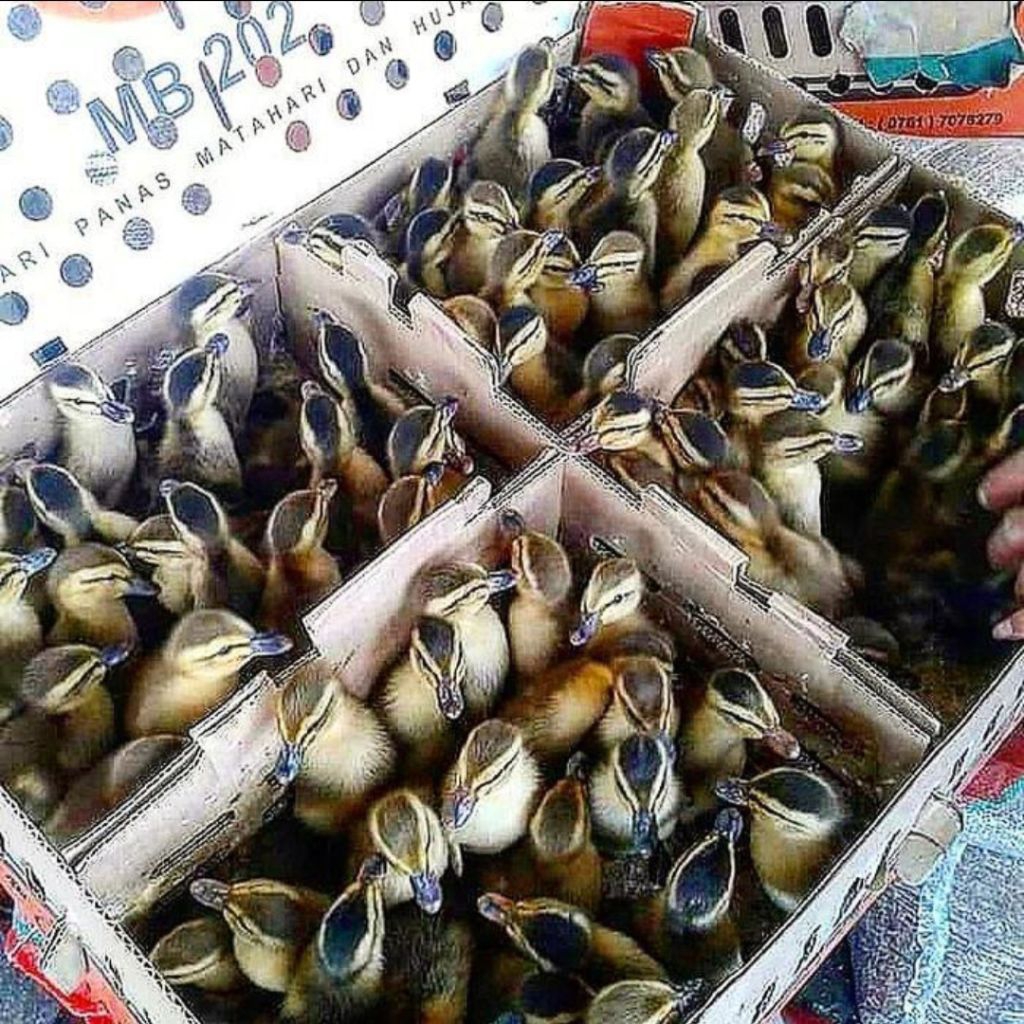 Dod Bebek Alabio 1 Box isi 102 Ekor